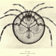 Illustration for article titled 110 Years Ago, These Microscopic Photos Horrified Londoners